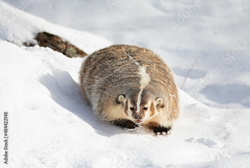American badger (Taxidea taxus) walking in the winter snow.