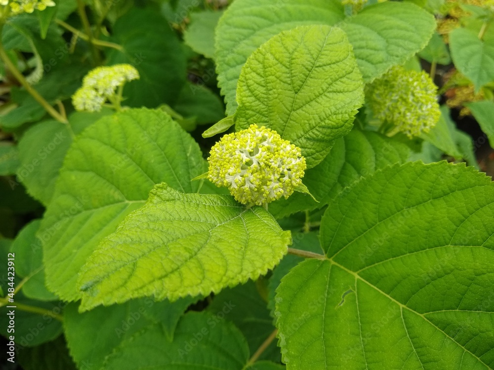 Hydrangea arborescens 'Strong Annabelle' Hydrangea arborescens 'Strong Annabelle'