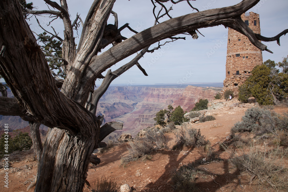 Obraz premium Grand Canyon with a tree on the bank