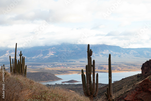 Saguaro cactus with lake landscape background in Arizona, USA