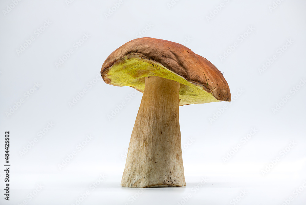 Beautiful fresh porcini mushrooms on white background isolated season healthy food Beautiful fresh porcini mushrooms on white background isolated season healthy food