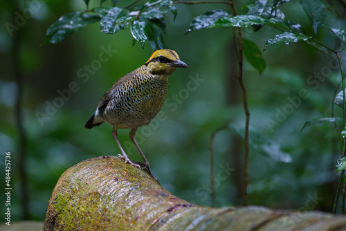 blue pitta Variety of Pitta birds from Thailand with young and fecal sac photo