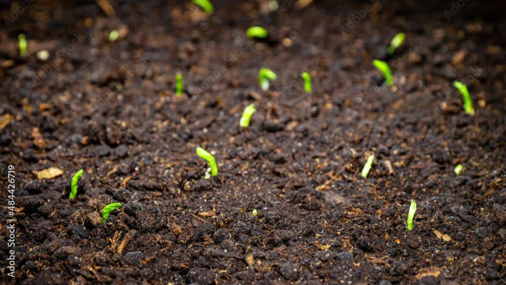 Pea Sprouts Grows Fast in Time Lapse Video. Microgreens Seedlings. Germination Newborn Pea Plant in Greenhouse Pea Sprouts Grows Fast in Time Lapse Video. Microgreens Seedlings. Germination Newborn Pea Plant in Greenhouse