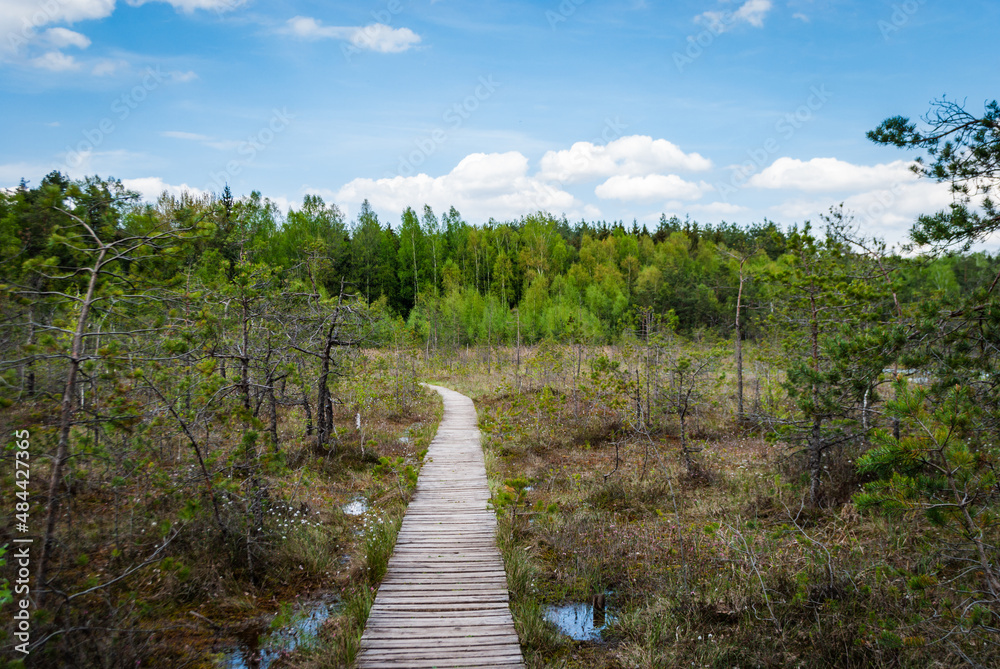 A wooden walkway runs through a swamp and forest