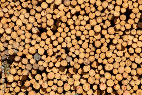 Background of cut pine logs