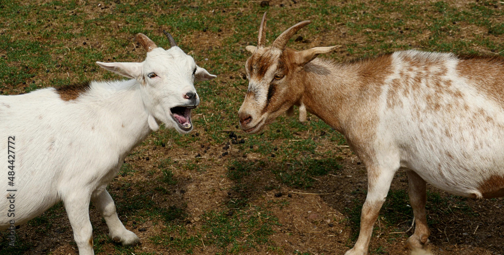 Obraz premium Two mountain goats rival