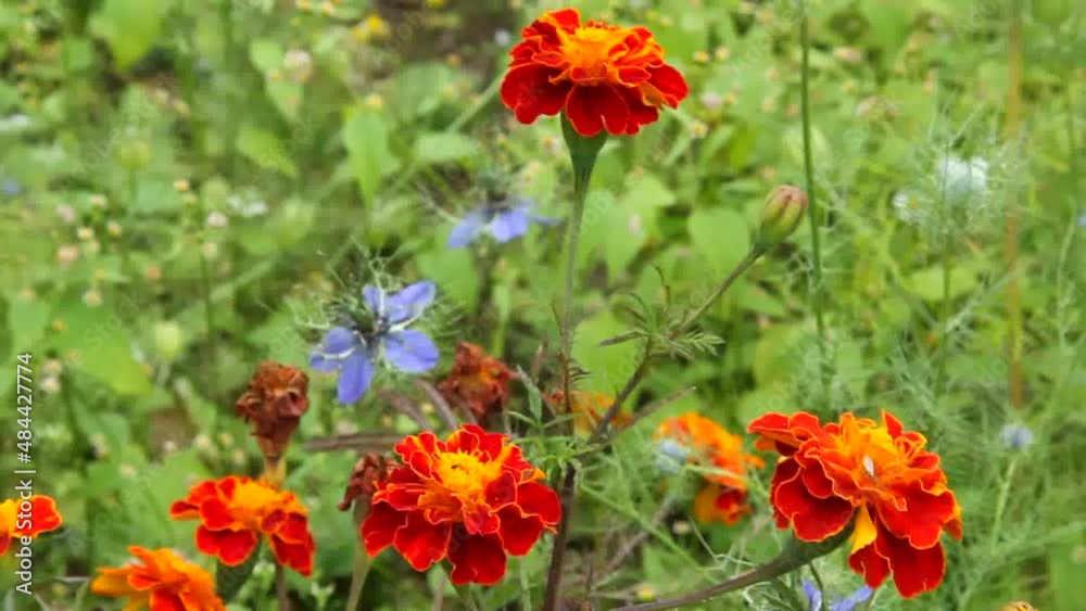 Marigolds are beautiful autumn flowers.
Marigolds complement the Golden Autumn range with their yellow color.
It is an ornamental and medicinal plant.
Marigolds are beautiful autumn flowers.
Marigolds complement the Golden Autumn range with their yellow color.
It is an ornamental and medicinal plant.