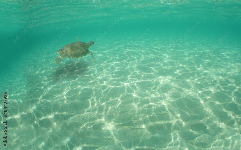 sea turtle , caribbean sea , Venezuela sea turtle , caribbean sea , Venezuela