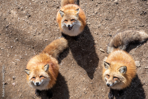 宮城蔵王キツネ村