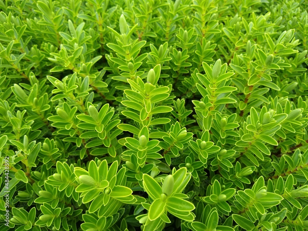 Hebe rakaiensis Hebe rakaiensis