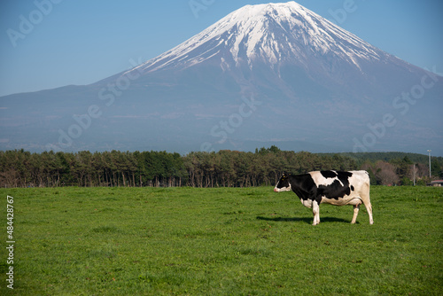 富士山と牛