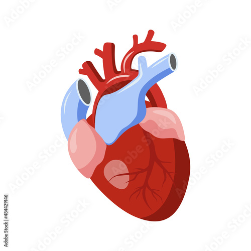 Anatomy of the human heart organ isolated on white background.