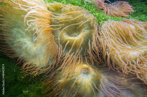 Bubble anemones Entacmaea Quadricolor orange-beige in color, growing at short distance from each other among green algae. Slit-like mouths, surrounded by corollas of tentacles, waving in water. photo