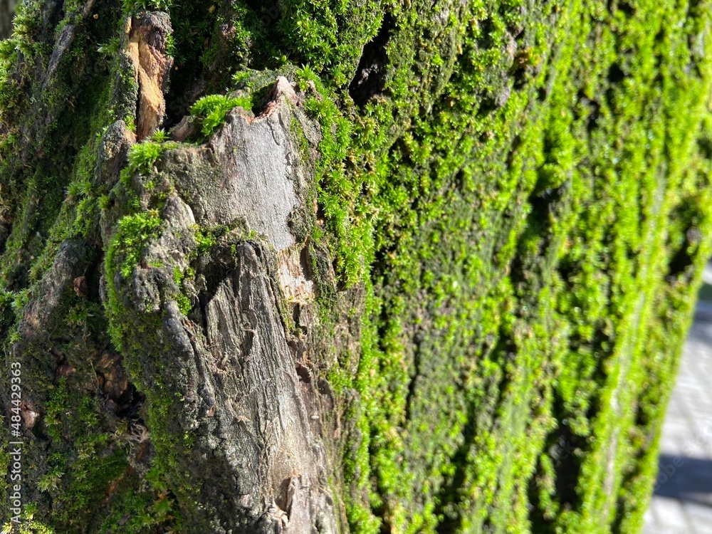 Mossy tree trunk in autumn forest. Autumn mossy trees. Autumn green moss