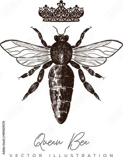 Queen Bee - vector hand-drawing