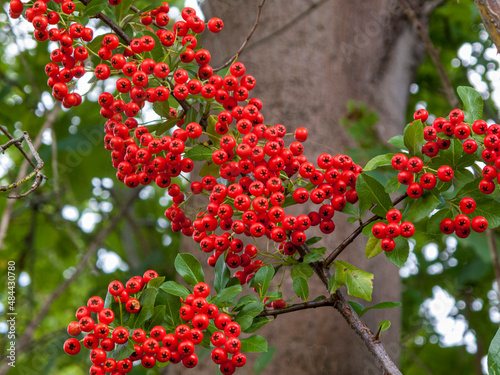 Immergrüner Feuerdorn 'Red Column'