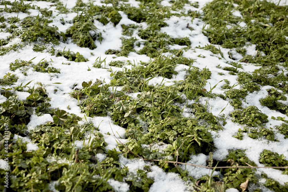 green grass peeking out from under the snow background backdrop green grass peeking out from under the snow background backdrop