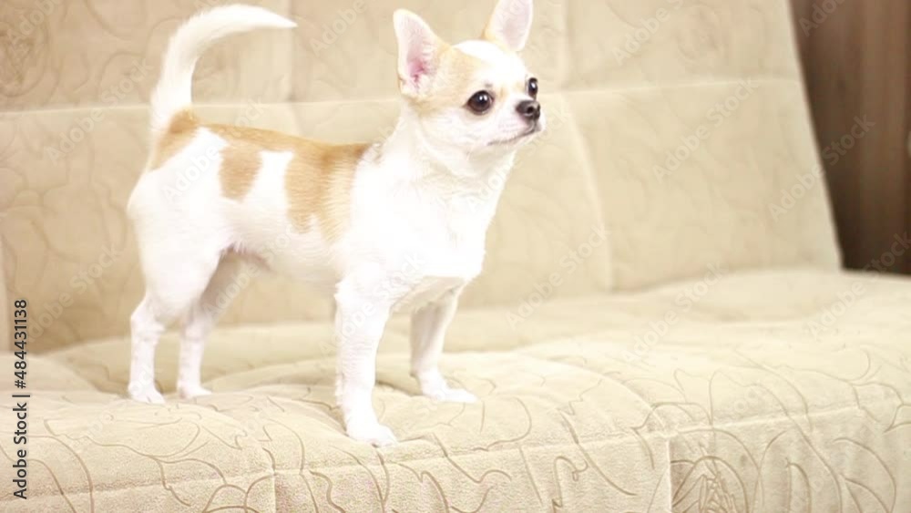 Chihuahua dog, boy. Cheerful, cute, funny, sad, tired Lies sits runs around the sofa and barks Chihuahua dog, boy. Cheerful, cute, funny, sad, tired Lies sits runs around the sofa and barks