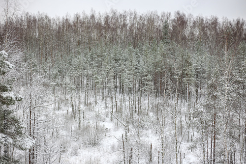 Beautiful Europe winter pine tree forest snow landscape.