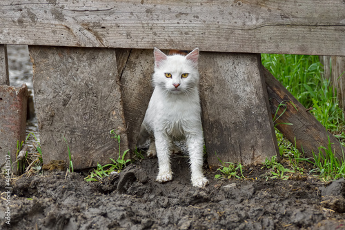 A white clean cat stands in wet earthen mud. photo