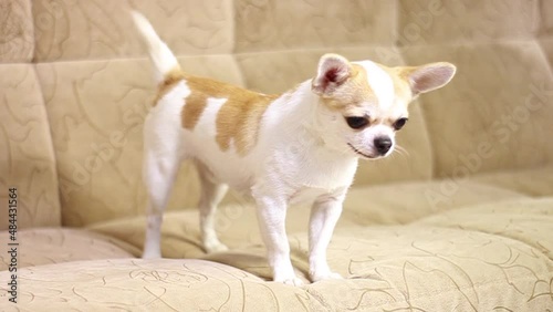 Chihuahua dog, boy. Cheerful, cute, funny, sad, tired Lies sits runs around the sofa and barks