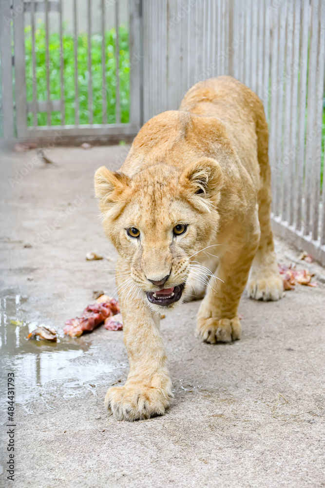 Obraz premium A small lion cub walks around the cage in the zoo with an angry and menacing look.