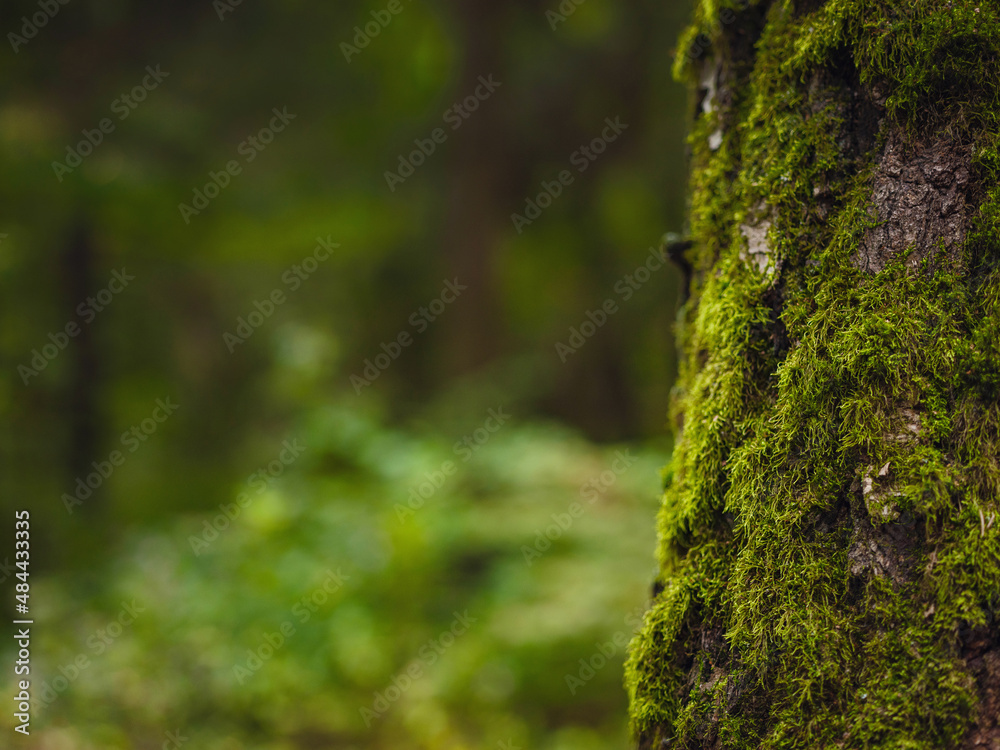 traditional forest of central Russia, summer sunset. Scenic forest of fresh green trees, beautiful park, summer landscape, birch grove, fir forest summer landscape. close-up detail of the forest traditional forest of central Russia, summer sunset. Scenic forest of fresh green trees, beautiful park, summer landscape, birch grove, fir forest summer landscape. close-up detail of the forest