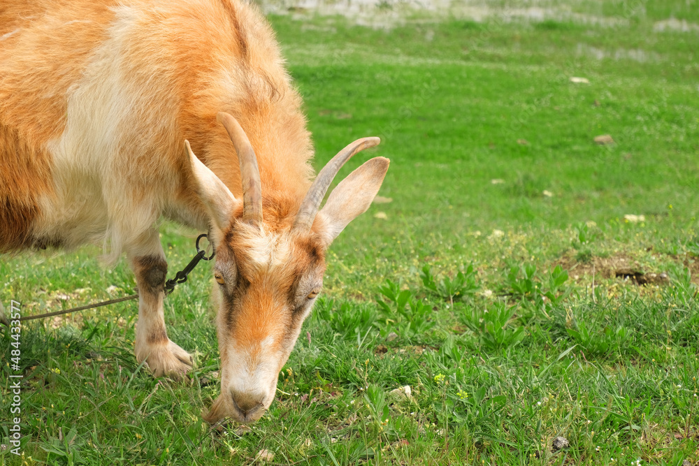 Red horned goat grazing on the field close-up Red horned goat grazing on the field close-up