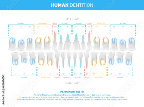 Realistic Human Teeth Infographics