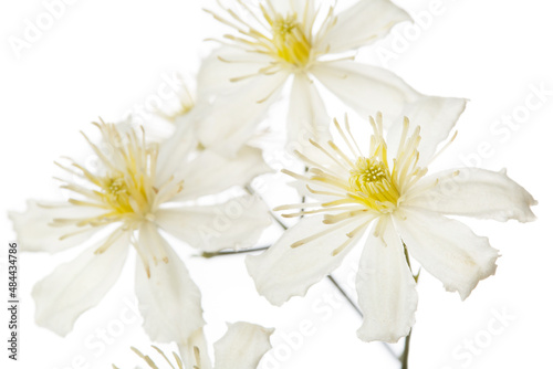 White with yellow stamens flowers of clematis isolated on a white background.