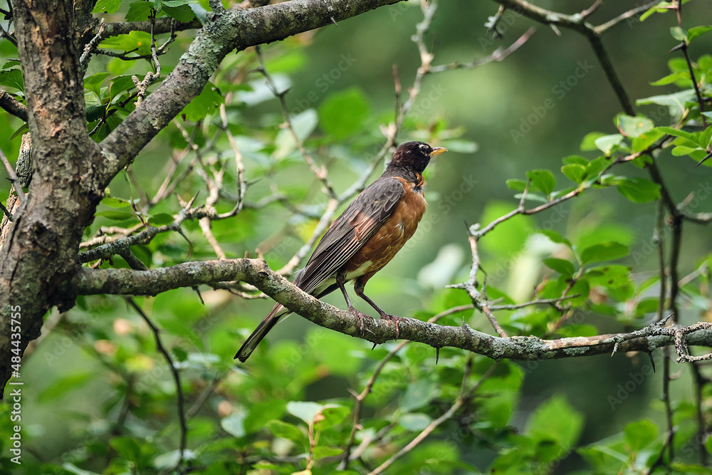 Robin Perched On Branch in Arboretum in Boston Robin Perched On Branch in Arboretum in Boston