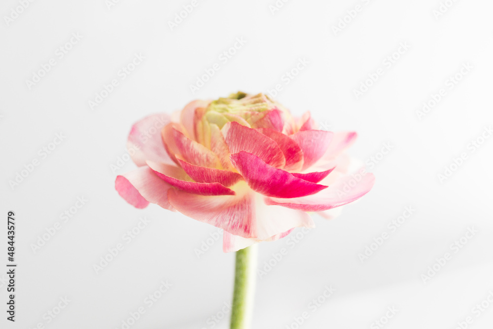 Deep Pink ranunculus with white background Deep Pink ranunculus with white background