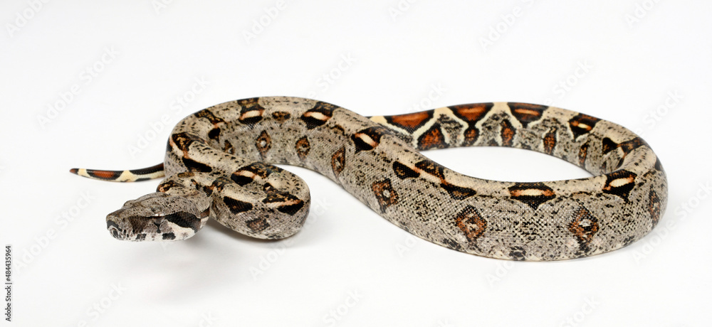 Red-tailed boa // Abgottschlange (Boa constrictor imperator) - Honduras Red-tailed boa // Abgottschlange (Boa constrictor imperator) - Honduras