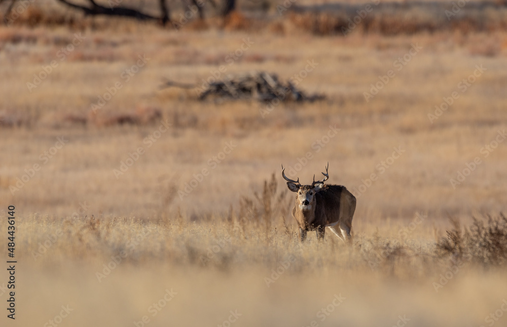 Naklejka premium Whitetail Deer Buck During the Rut in Autumn in Colorado