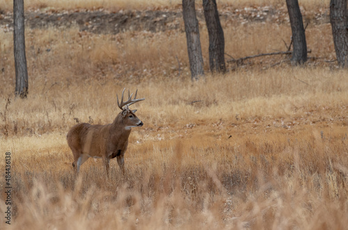 Whitetail Deer Buck During the Rut in Autumn in Colorado