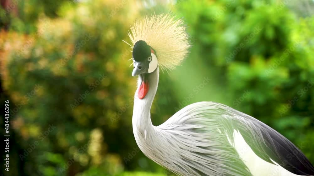 Beautiful specimen of black crowned crane with vivid colors