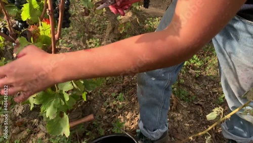 Woman Harvests Red Grapes at Vineyard in France, Remove the bad one photo