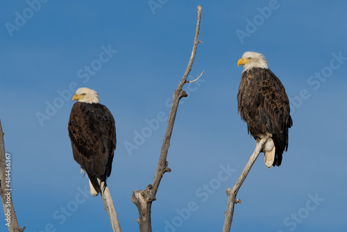 Photography Pair of Bald Eagles perched in tree top