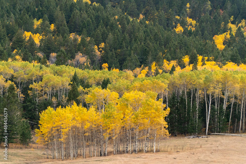 Colorful aspen trees during Fall in Idaho