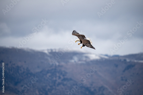 Bald Eagle gliding on overcast day