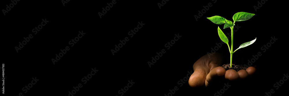 Business growth concept, seedling in hand grows on the ground Business growth concept, seedling in hand grows on the ground