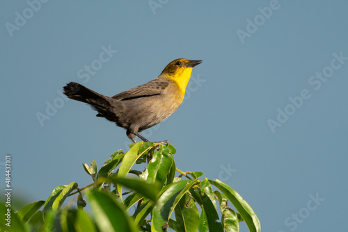 Female Yellow-hooded Blackbird, Chrysomus icterocephalus, chirping atop a tree in the early morning light isolated against the blue sky. photo