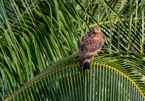 A large Savanna Hawk, Buteogallus meridionalis, preening and cleaning its feathers while resting on a palm tree in the sun. photo