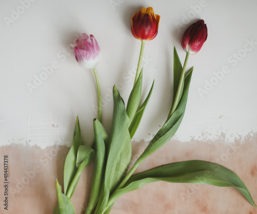 Colorful fresh tulips on a light background