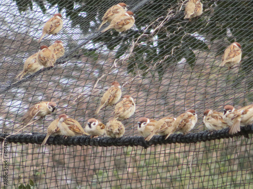 birds on the fence