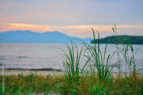 Fototapeta Naklejka Na Ścianę i Meble -  grass on the shore