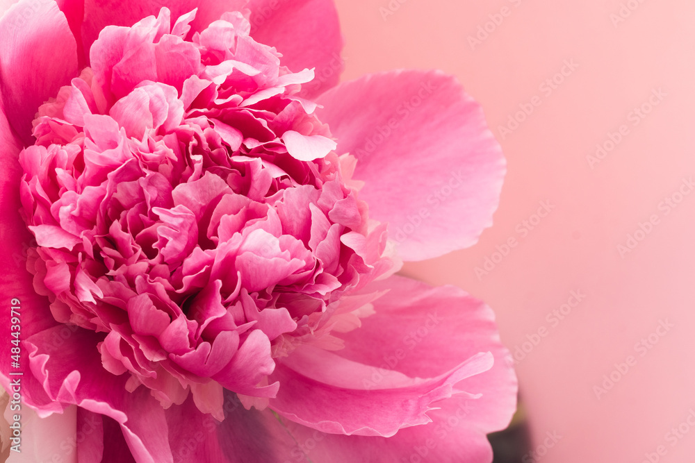 Pink peony closeup on pink background with copy space. Floral card design. Selective focus