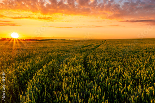 Scenic view at beautiful summer sunset in a wheaten shiny field with golden wheat and sun rays  deep blue cloudy sky and road  rows leading far away  valley landscape