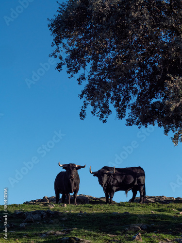 Couple of spanish black bulls looking at camera from a meadow, holm oak at the right of the image.