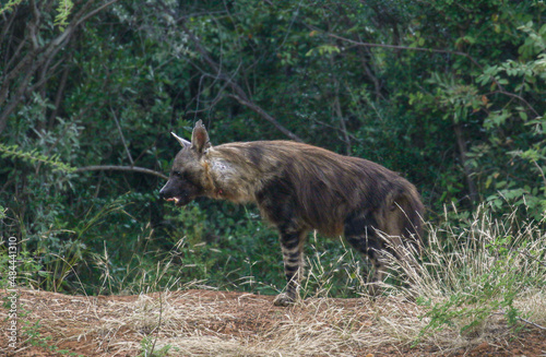 Brown Hyena, Pilanesberg